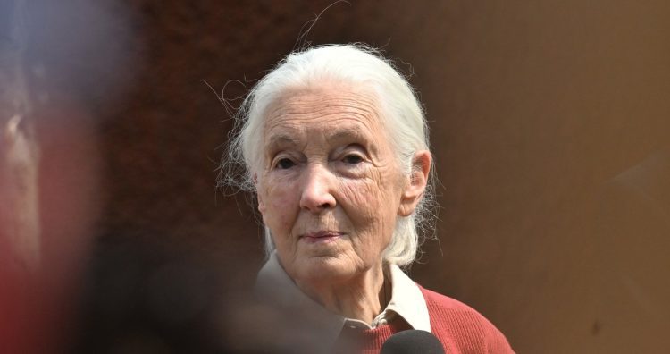 Bioložka a ochránkyně přírody Jane Goodallová na slavnostním křtu mláděte gorily nížinné, které se narodilo 12. dubna 2024 v pražské zoo, 11. května 2024, Praha.,Image: 871950151, License: Rights-managed, Restrictions: , Model Release: no, Credit line: ČTK / Říhová Michaela